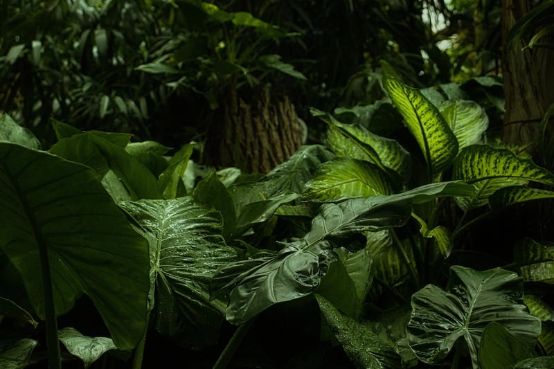 Mystic Vegetation