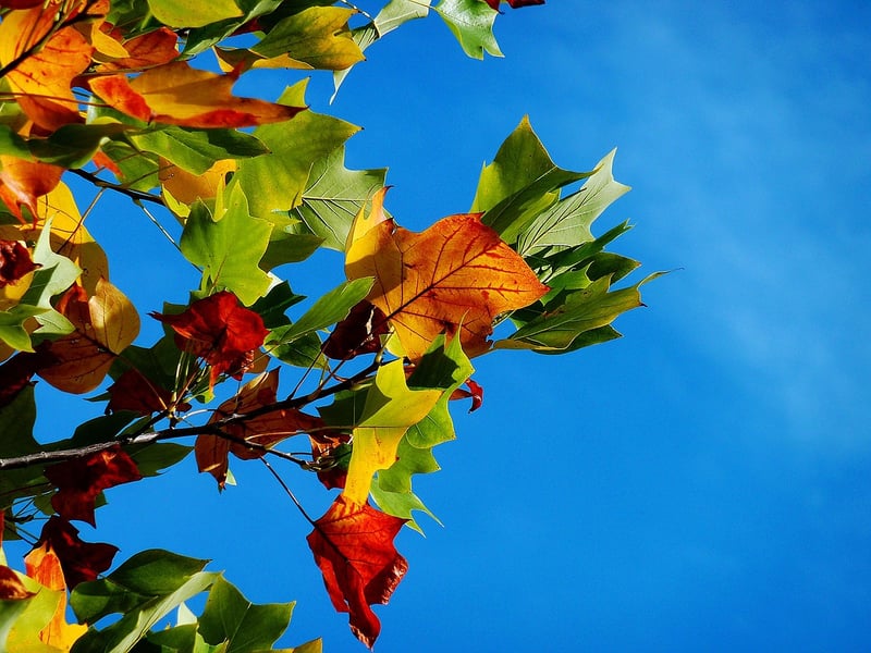 Mythical Foliage