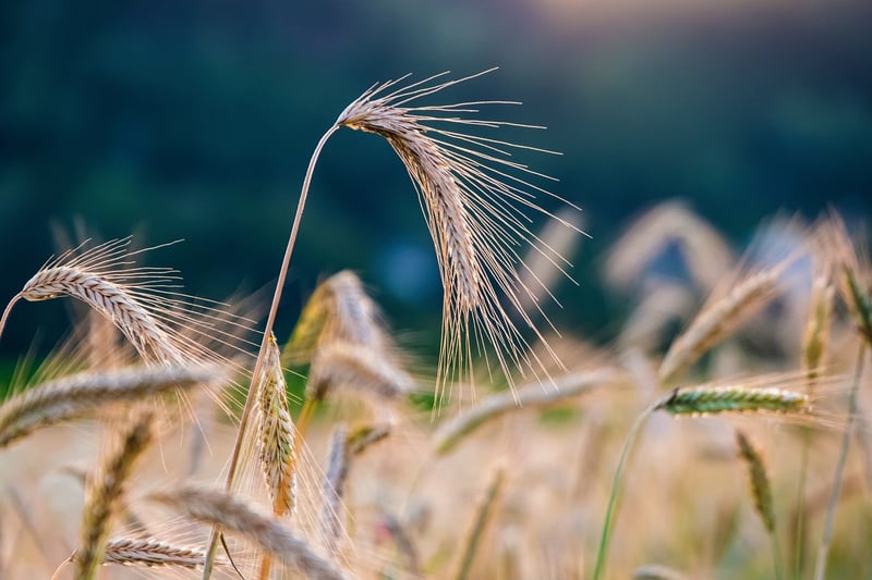 Spellbinding Crops