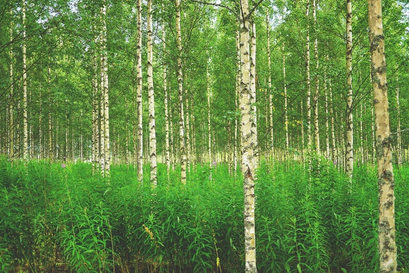 Silver Birch Trees
