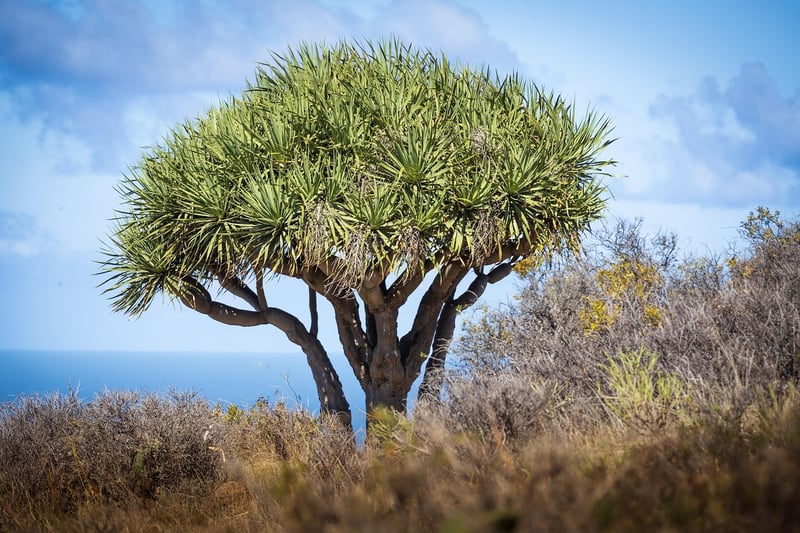 Dragon Blood Tree