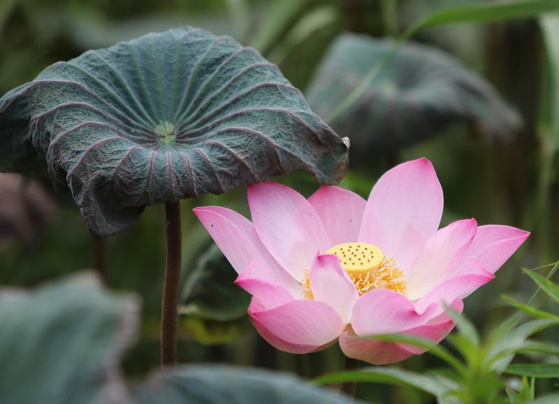 Sacred Lotus