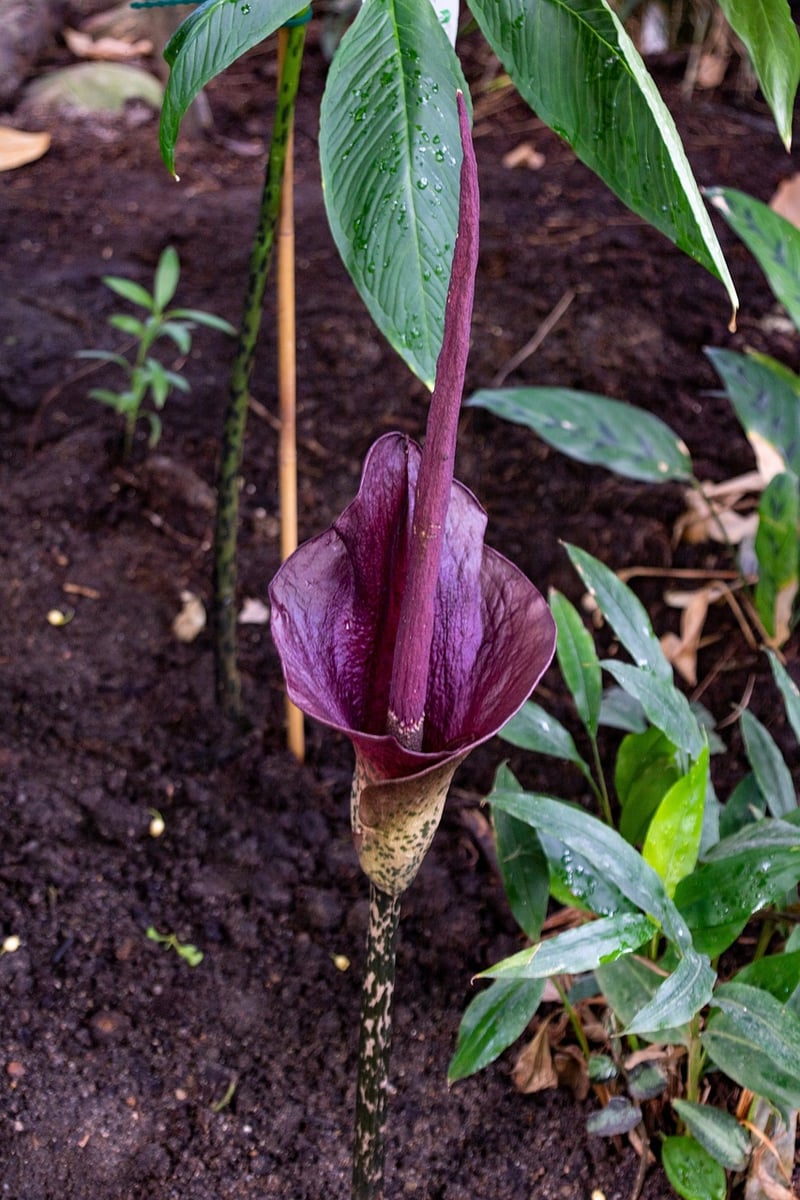 Titan Arum