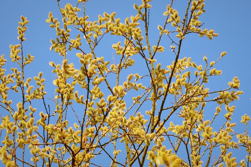 Willow Tree